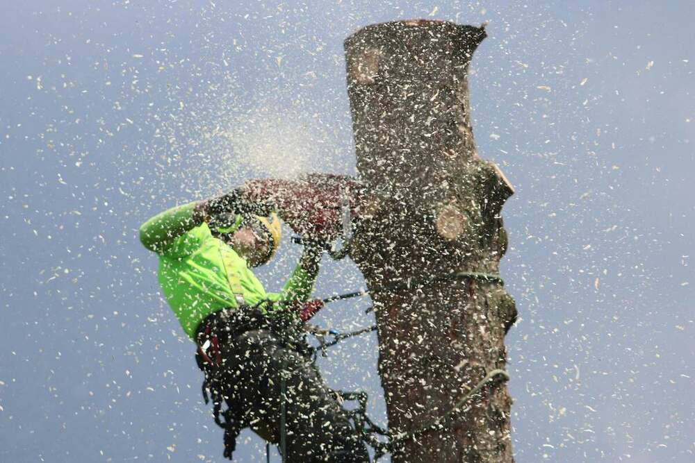 Climbing arborist mid-cut on a tall trunk with sawdust spraying outward against blue sky